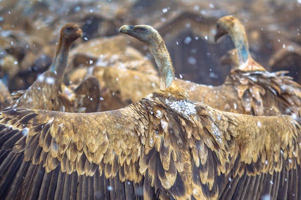 Quelles sont les meilleures options pour des séjours dans des cabanes perchées en Scandinavie ?